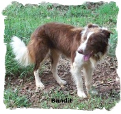 ABCA Red and White male Border Collie Bandit